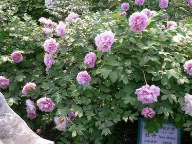 申城古牡丹最多的公园